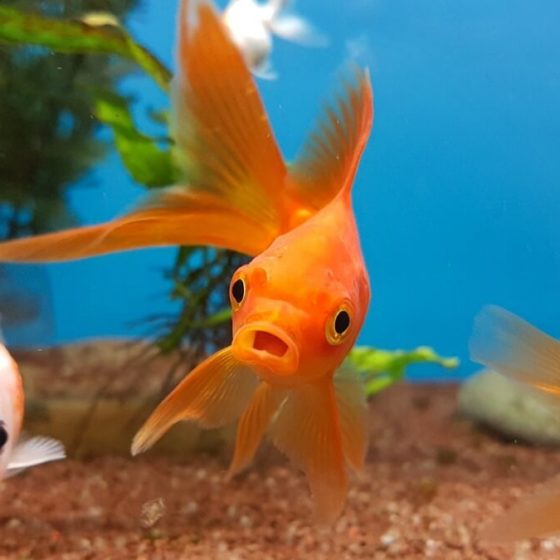 goldfish