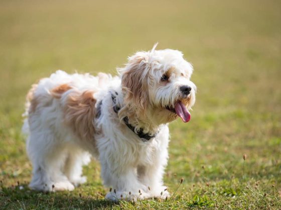 Discovering the Irresistible Charm of Cavachon Puppies