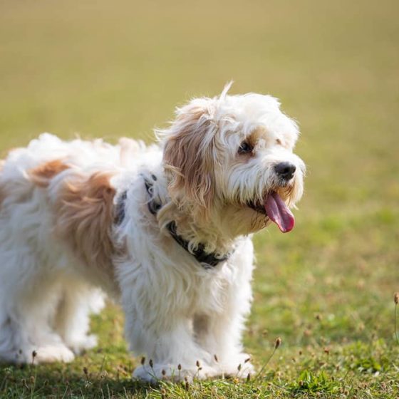 Discovering the Irresistible Charm of Cavachon Puppies