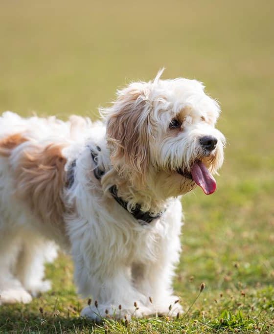 Discovering the Irresistible Charm of Cavachon Puppies