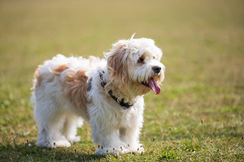 Discovering the Irresistible Charm of Cavachon Puppies